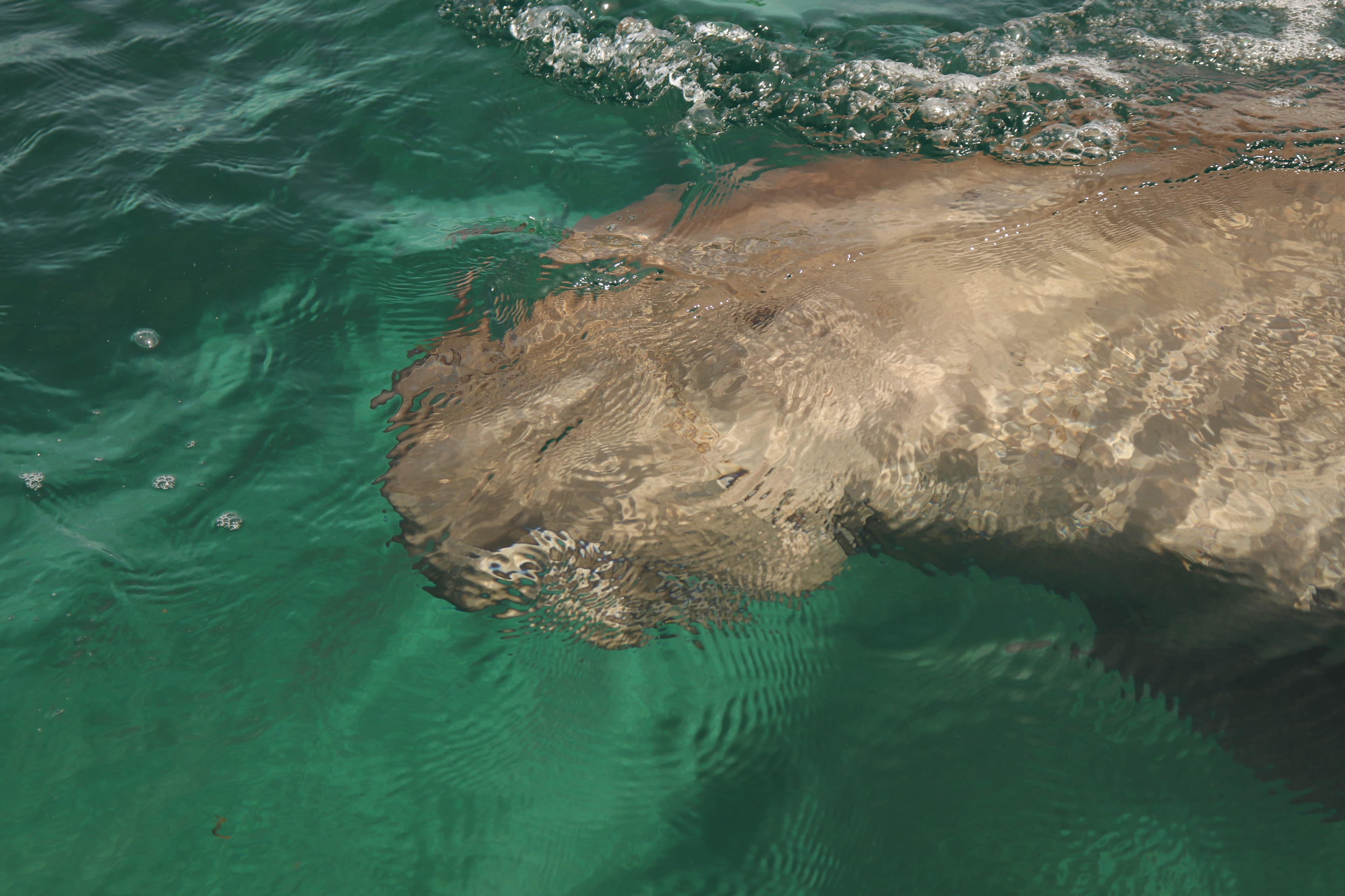 Konservasi Dugong Pantai Mali