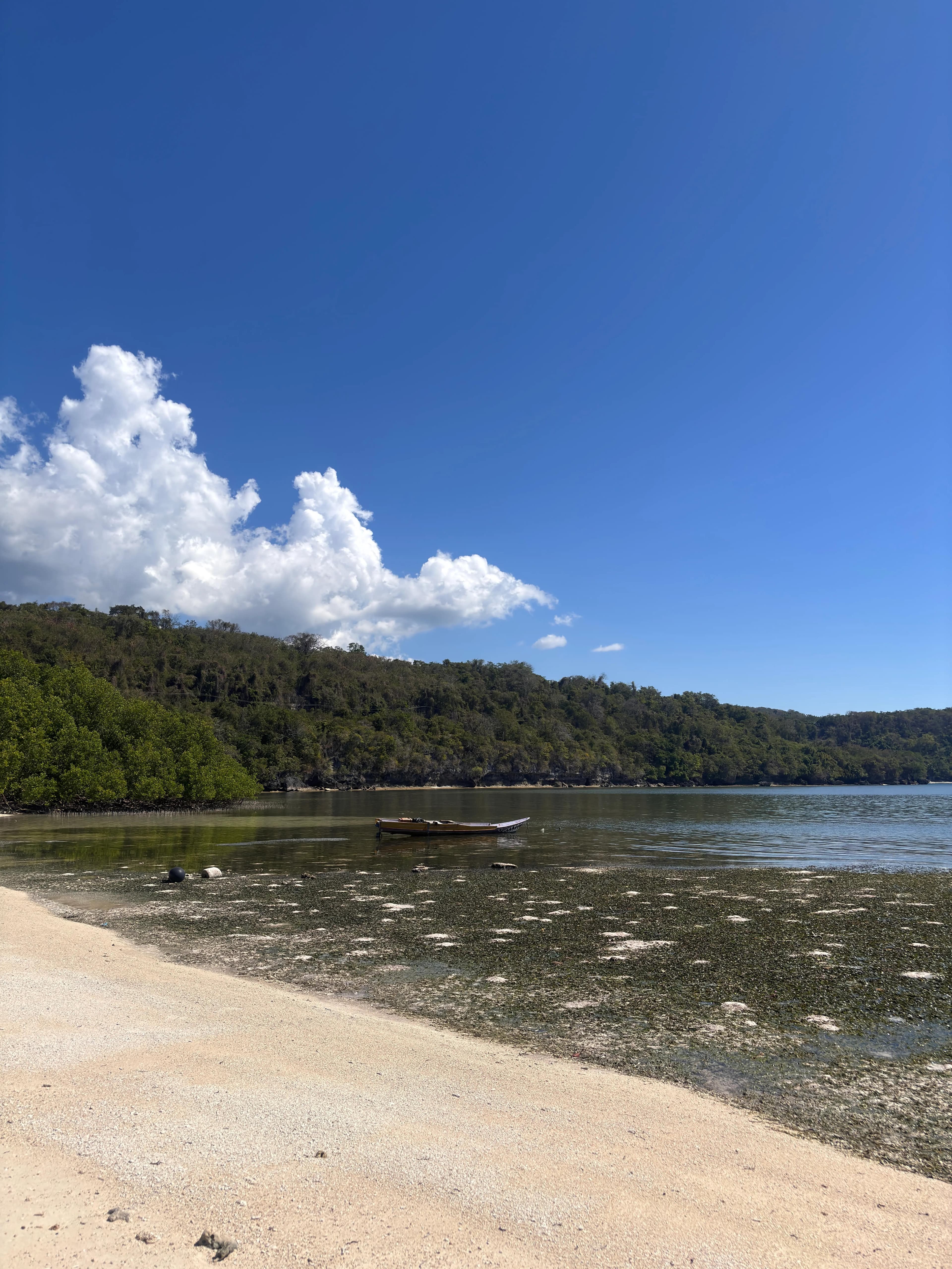 Mangrove Beach